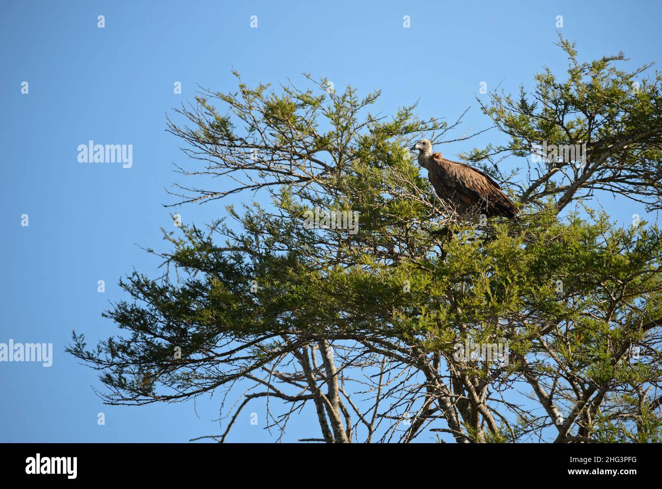 Weißrückengeier - Gyps africanus, großer Greifvogel aus afrikanischen Büschen und Savannen, Taita Hills, Kenia. Stockfoto