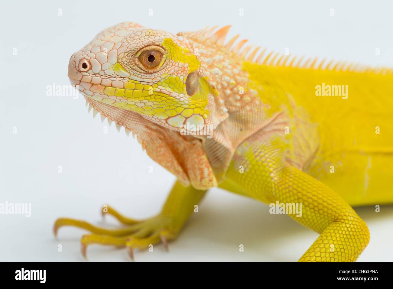 Gelber Albino Iguana isoliert auf weißem Hintergrund Stockfoto