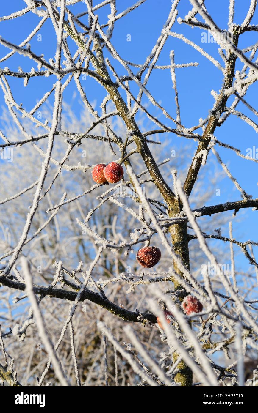 Detailaufnahme der Krone eines Apfelbaums, an dem im Winter noch einige rote Früchte hängen, vor einem blauen Himmel. Die Äste sind kahl und CO Stockfoto