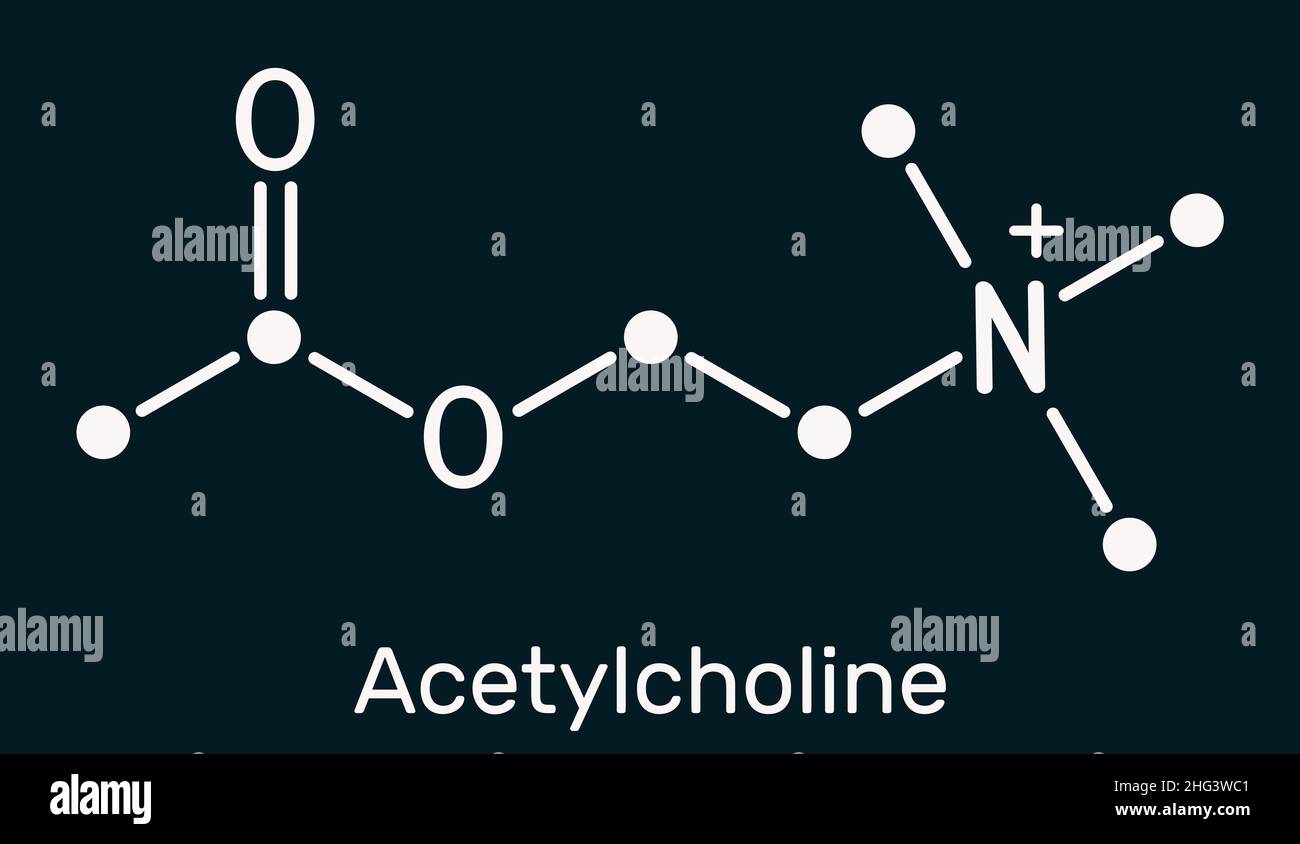 Acetylcholin, Ach-Molekül. Es ist parasympathomimetischer Neurotransmitter, Vasodilatator-Agent, Hormon, menschlicher Metabolit. Chemische Formel des Skeletts auf dem Th Stockfoto