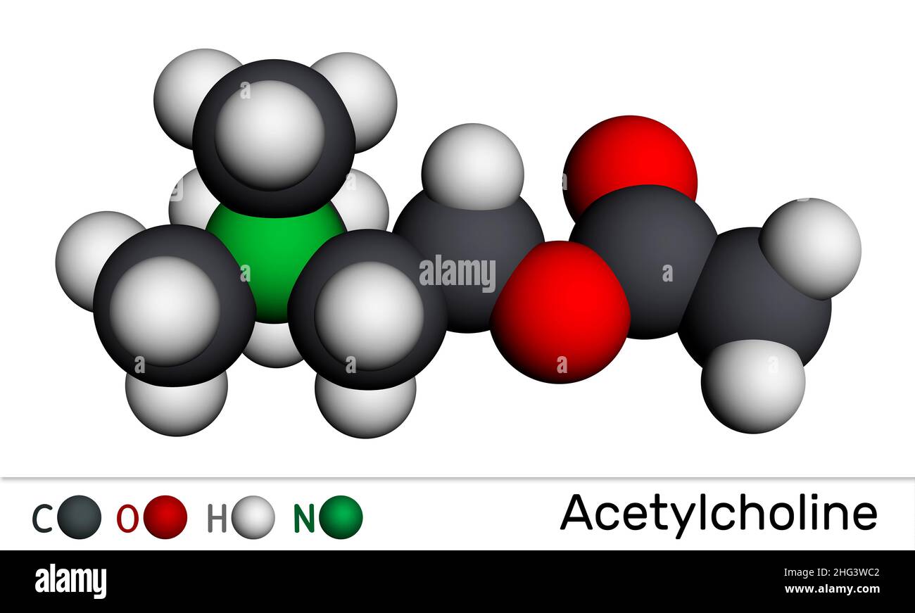 Acetylcholin, Ach-Molekül. Es ist parasympathomimetischer Neurotransmitter, Vasodilatator-Agent, Hormon, menschlicher Metabolit. Molekularmodell. 3D Rendern. Stockfoto