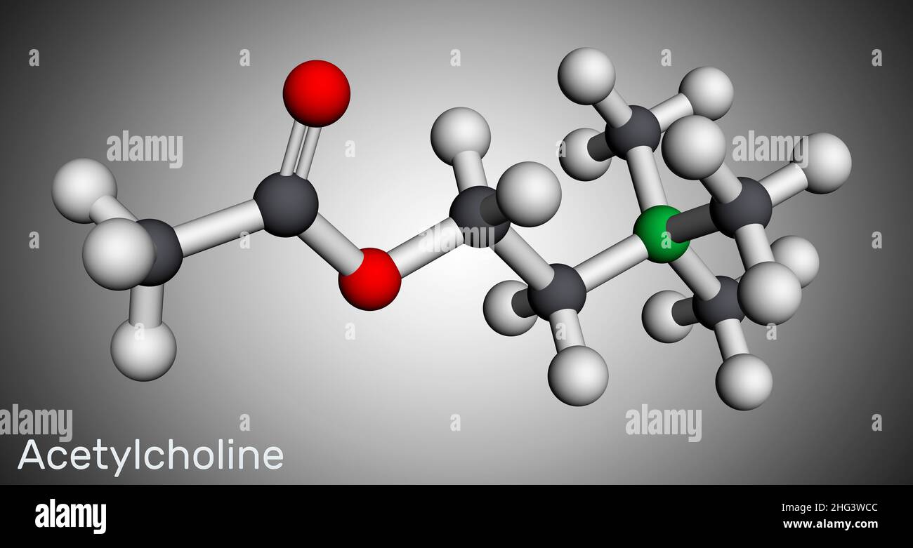 Acetylcholin, Ach-Molekül. Es ist parasympathomimetischer Neurotransmitter, Vasodilatator-Agent, Hormon, menschlicher Metabolit. Molekularmodell. 3D Rendern. Stockfoto