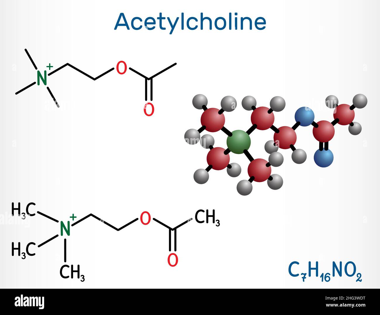 Acetylcholin, Ach-Molekül. Es ist parasympathomimetischer Neurotransmitter, Vasodilatator-Agent, Hormon, menschlicher Metabolit. Strukturelle chemische Formel und Stock Vektor
