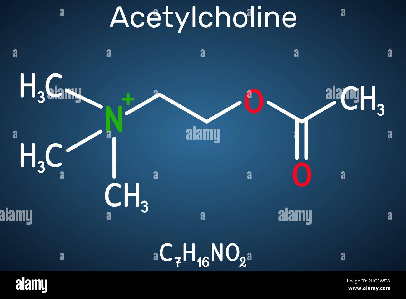 Acetylcholin, Ach-Molekül. Es ist parasympathomimetischer Neurotransmitter, Vasodilatator-Agent, Hormon, menschlicher Metabolit. Strukturelle chemische Formel ein Stock Vektor