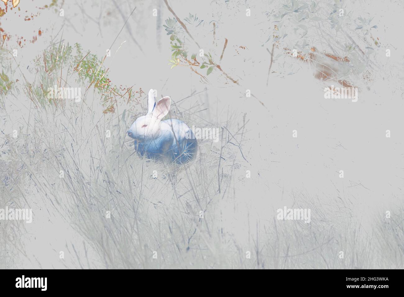 Weißes Kaninchen. Stockfoto