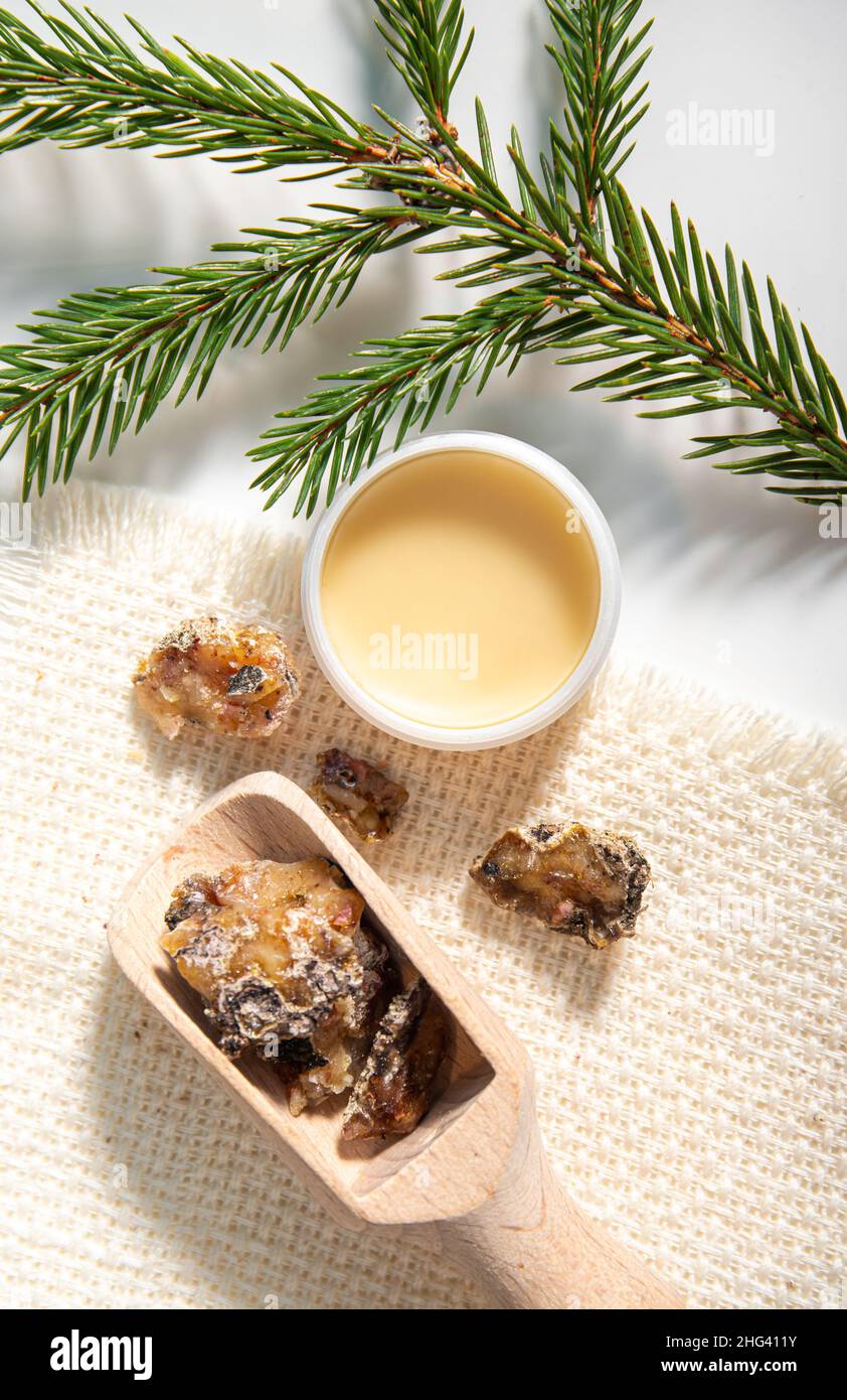Fichtenbaum Picea abies Kräuterharz Lotion in Glas und Stücke auf Holzlöffel, mit frischen Fichtenzweige verziert. Mit Fichtenharz. Stockfoto