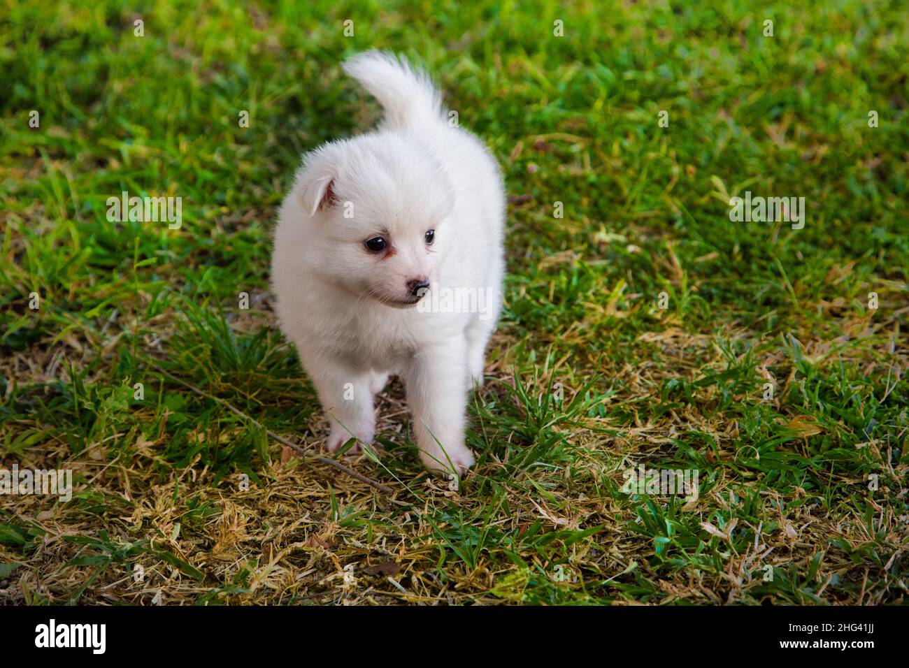 Japanische Spitz Welpen Hund Stockfotografie - Alamy