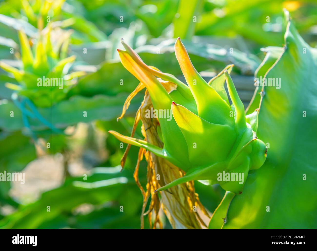 Grüne Drachenfrucht mit getrockneter Blüte, die auf einer Kaktuspflanze wächst. Nahaufnahme auf der Dragonfruitplantage Stockfoto
