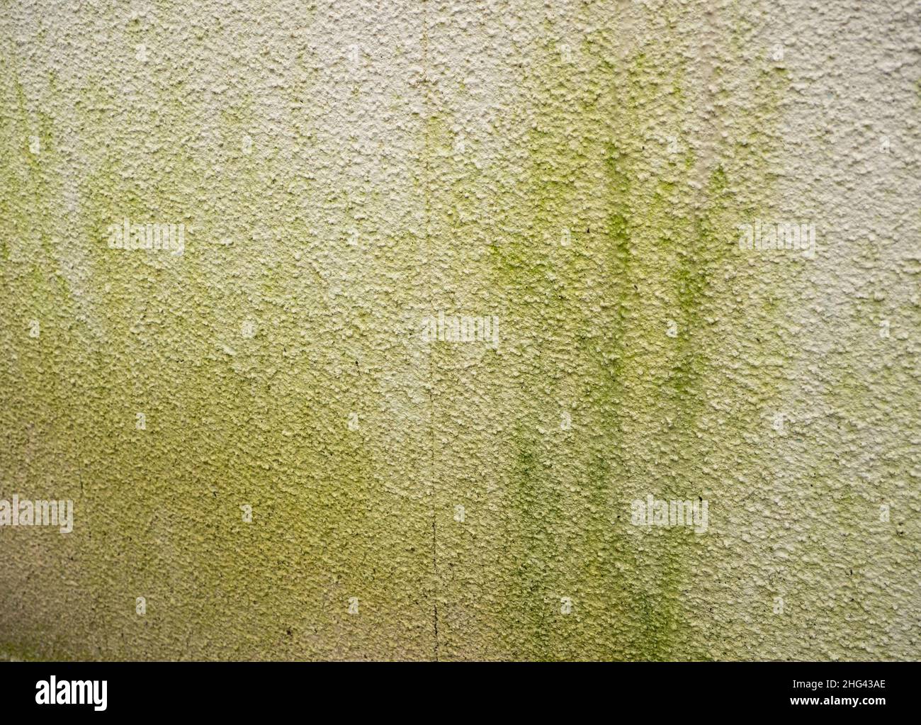 Moos an einer Hauswand aufgrund von Nässe Stockfoto