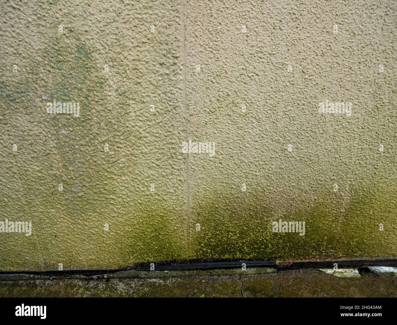 Moos an einer Hauswand aufgrund von Nässe Stockfoto