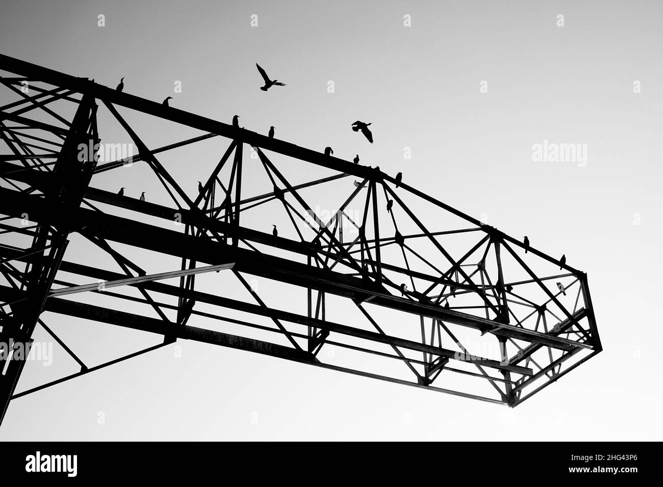 Silhouette eines Turmkrans mit einigen Vögeln, die auf der metallischen Struktur thronen und Kormorane fliegen, in Lyon, Frankreich Stockfoto