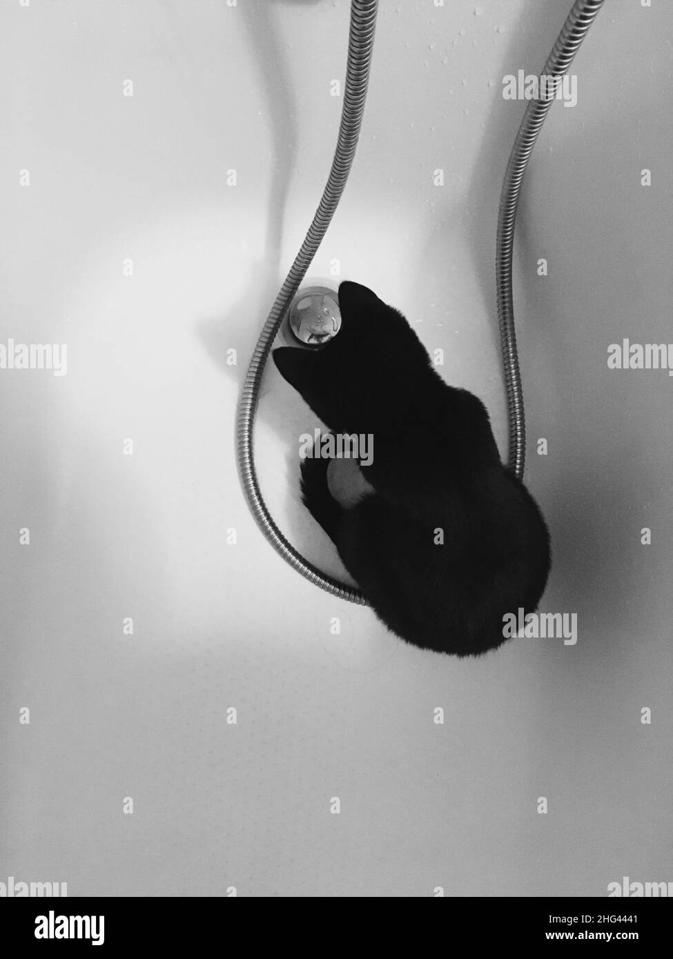 Eine schwarze Katze sitzt in einem weißen Bad und beobachtet, wie das Wasser abfliesst. Stockfoto