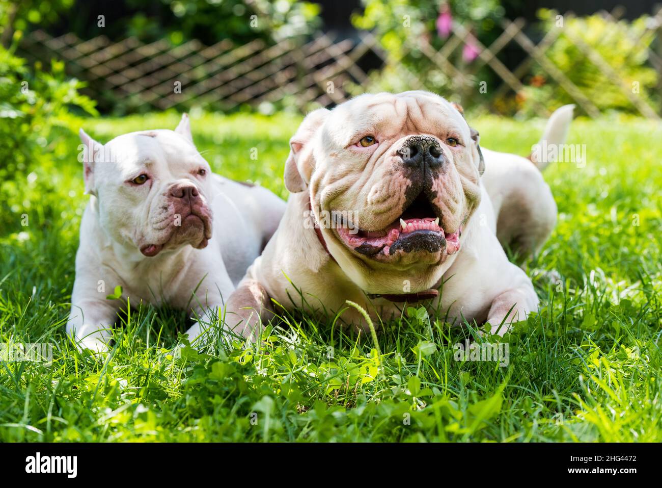 Zwei Hunde starke White American Bulldog Rüde und American Bully Hündin im  Freien Stockfotografie - Alamy