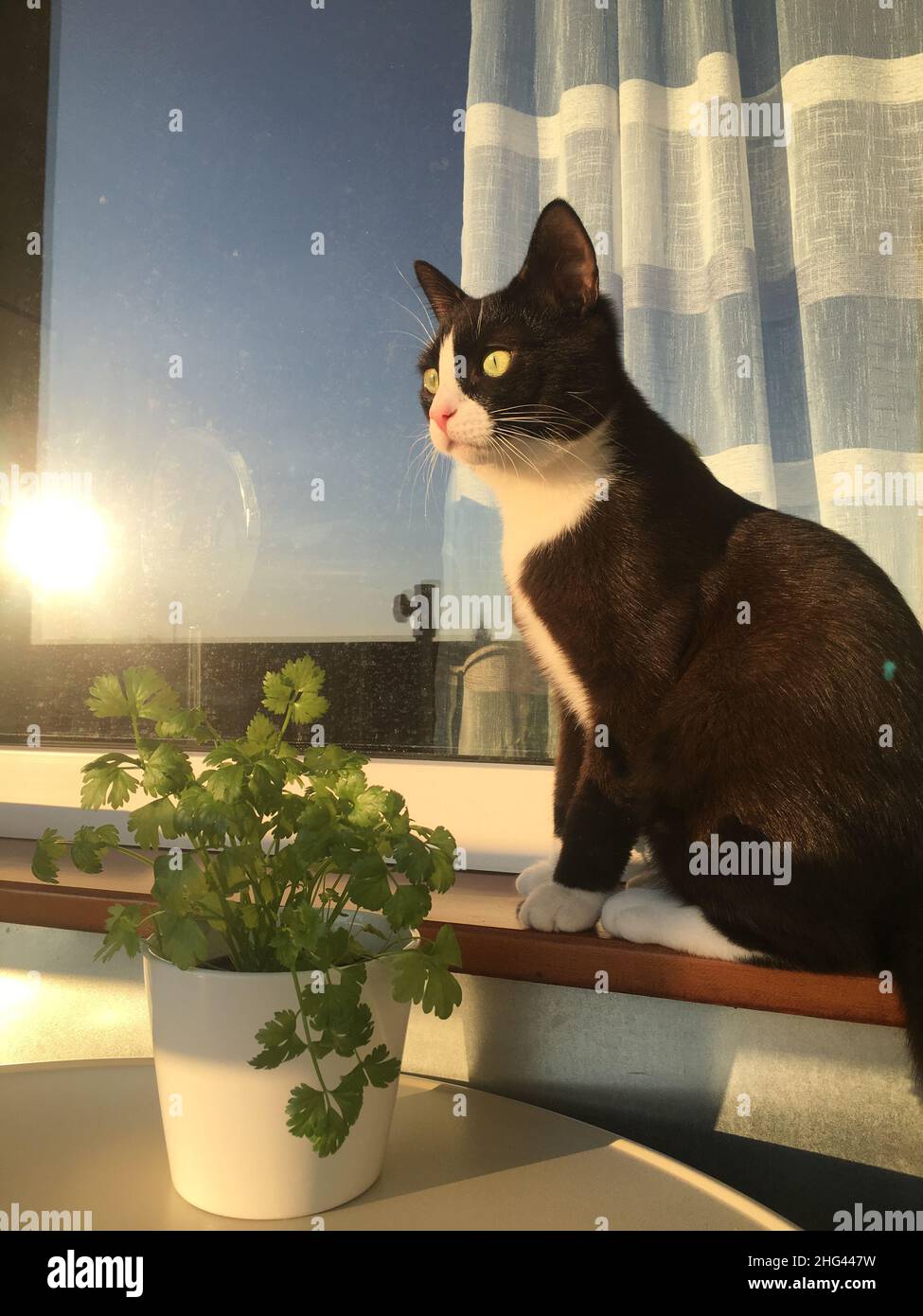 Eine schwarze Katze mit weißer Schnauze sitzt auf einer Fensterbank im Raum und beobachtet die Frühlingssonne. Stockfoto