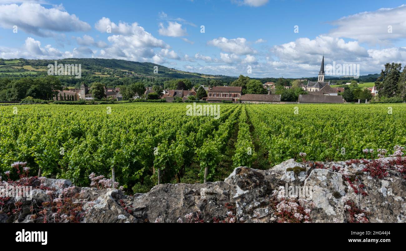 Das Dorf Santenay mit Kirche und Weinbergen im Burgund, Frankreich. Stockfoto