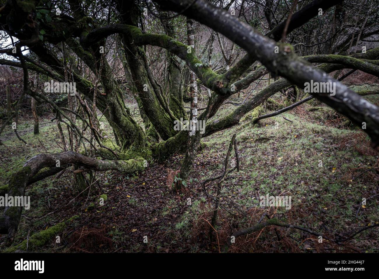 Ein kleiner Kops knorrter, verdrehter Bäume auf Goonzion Downs auf Bodmin Moor in Cornwall. Stockfoto