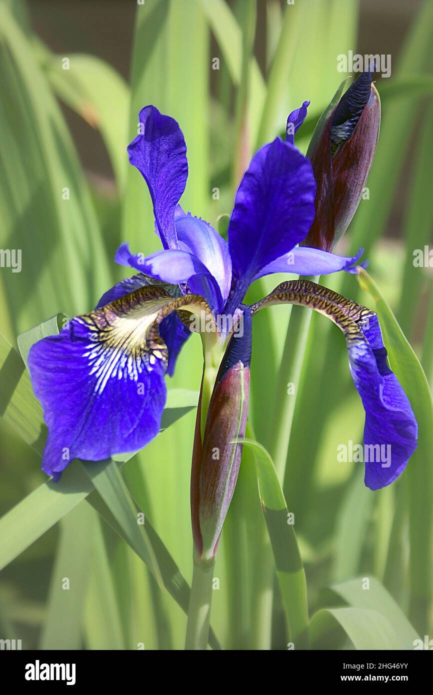Nahaufnahme der Blume einer Sibirischen Iris, Iris Sibirica Stockfoto