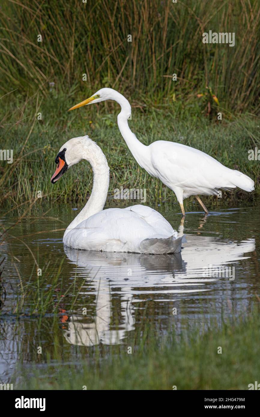 Les oiseaux de la baie de Somme, Grande aigrette, Spatel, Echasses Blanches, Kormorane, aigrettes-Garzetten Stockfoto