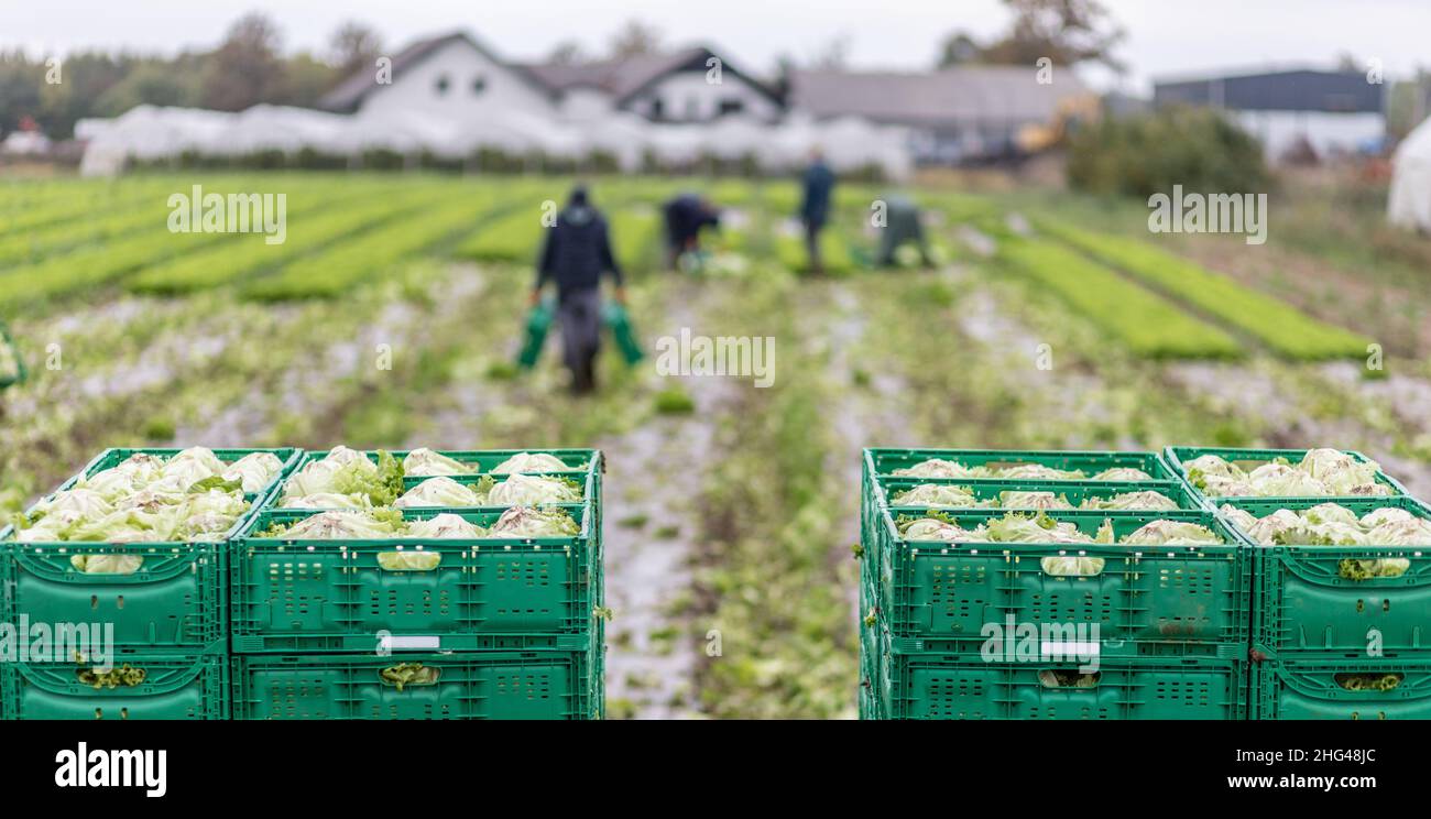 Letuce Köpfe in Holzkörben nach der manuellen Ernte auf Bio-Salatfarm. Landwirtschaft und ökologisches Landwirtschaftskonzept. Stockfoto