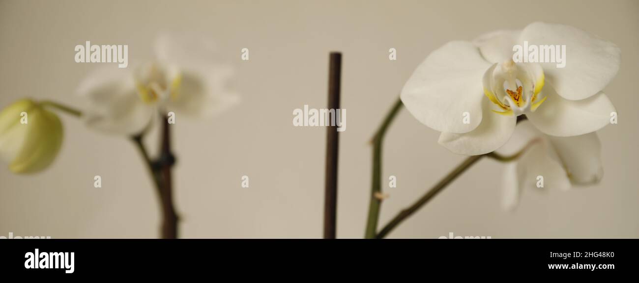 Weiße Orchidee liegt zwischen grüner Pflanze und vor weißem Hintergrund Stockfoto