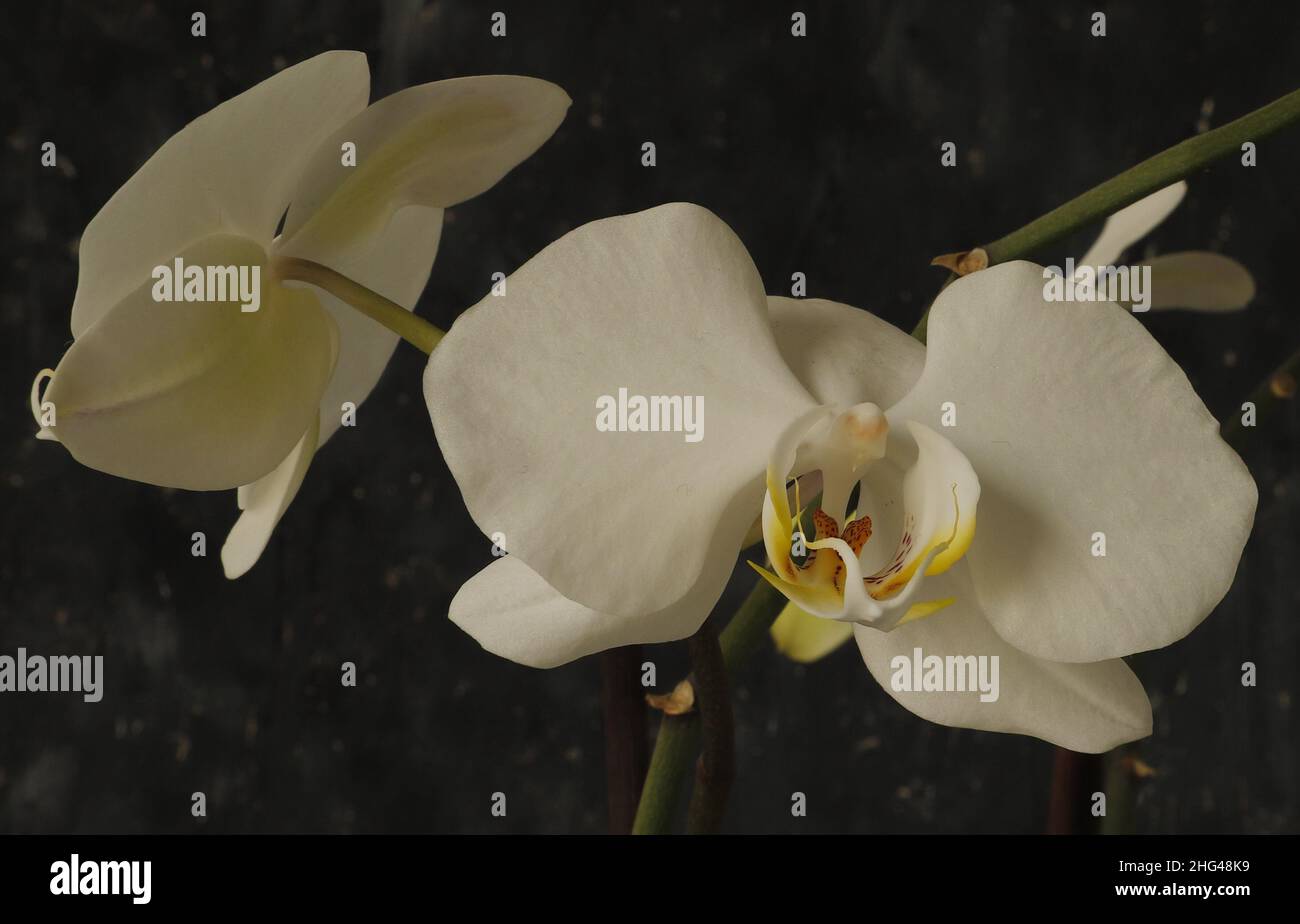 Weiße Orchidee liegt zwischen grüner Pflanze und vor schwarzem Hintergrund Stockfoto
