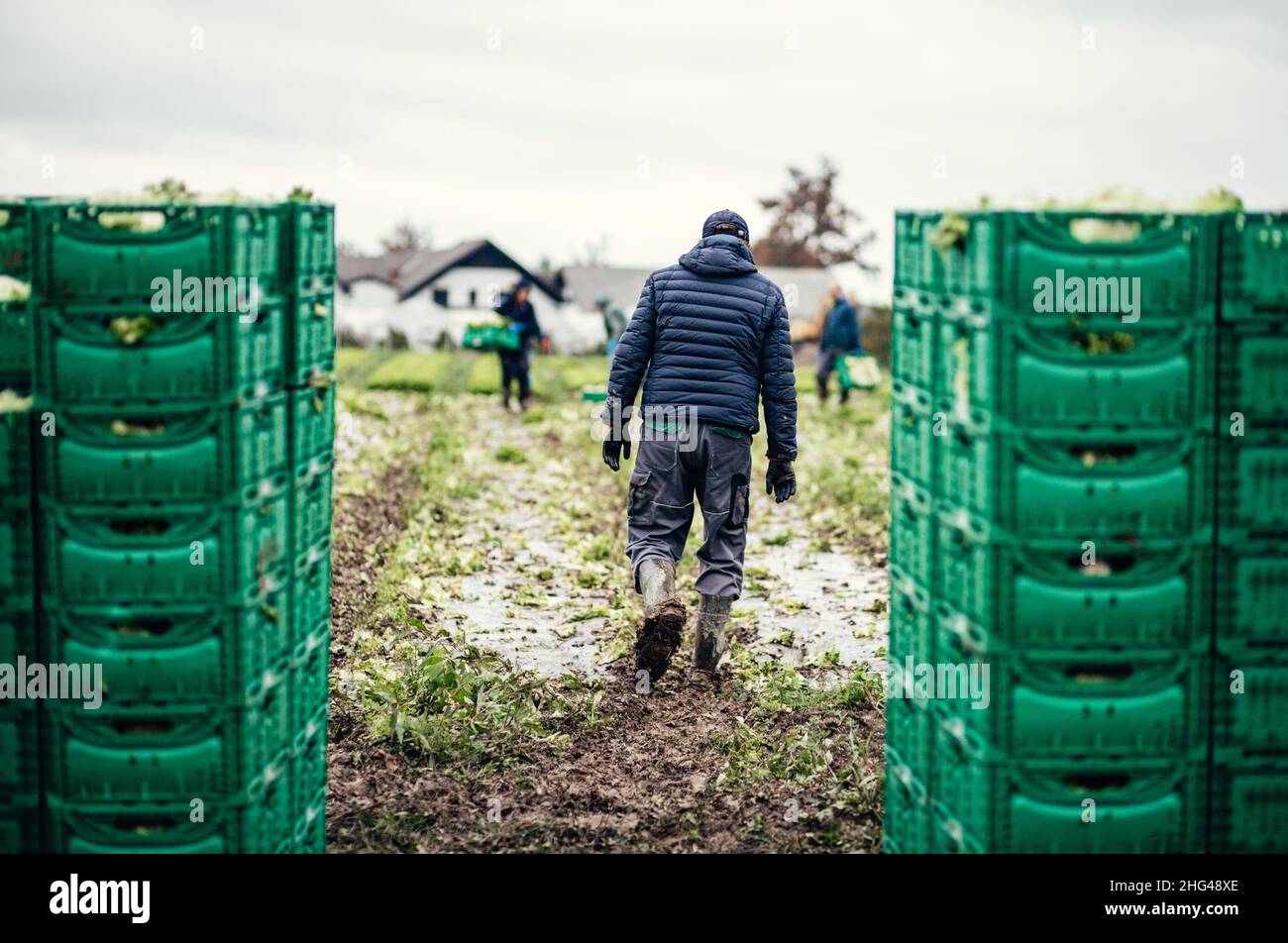 Letuce Köpfe in Holzkörben nach der manuellen Ernte auf Bio-Salatfarm. Landwirtschaft und ökologisches Landwirtschaftskonzept. Stockfoto