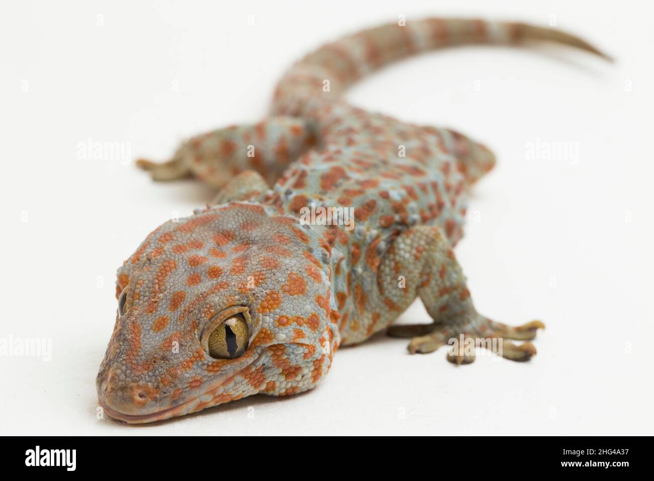 Tokay Gecko (Gekko Gecko) isoliert auf weißem Hintergrund. Stockfoto