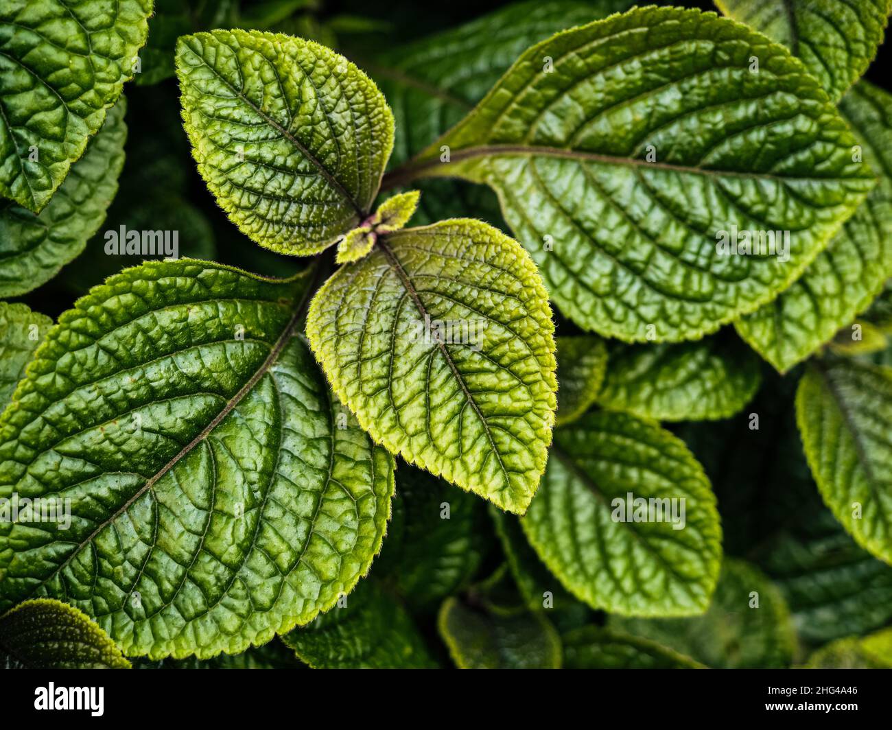 Grüne strukturierte Blätter von pilea mollis oder Mondtal Pflanze, natürlicher Hintergrund Nahaufnahme Foto Stockfoto