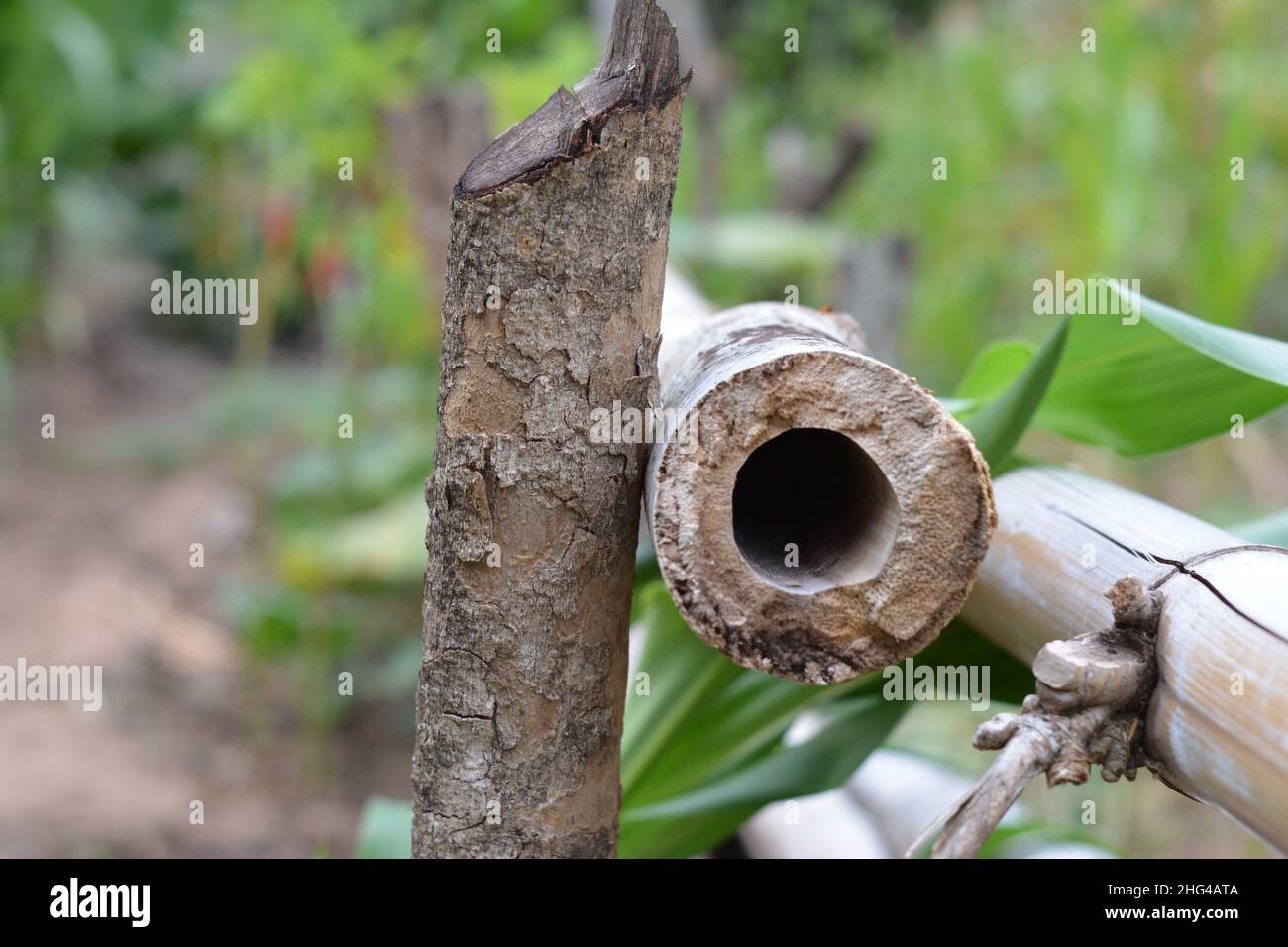 Bambus. Eine selektive Fokusaufnahme eines Teils der grünen Bambusstiele in der landwirtschaftlichen Farm, Brasilien, Südamerika, Vorderansicht, Foto-Zoom Stockfoto