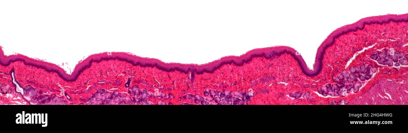 Stratifiziertes flaches Epithilium, Hellfeld-Photomikrograph Stockfoto