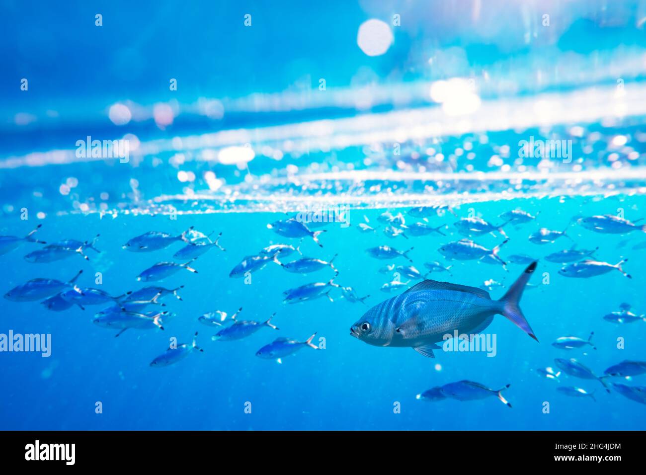 Schule zum Schwimmen und Füttern von Caesio suevica-Fischen in der Wasseroberfläche des Roten Meeres. Unterwasserfotografie, Tauchen und Schnorcheln im Hintergrund Stockfoto