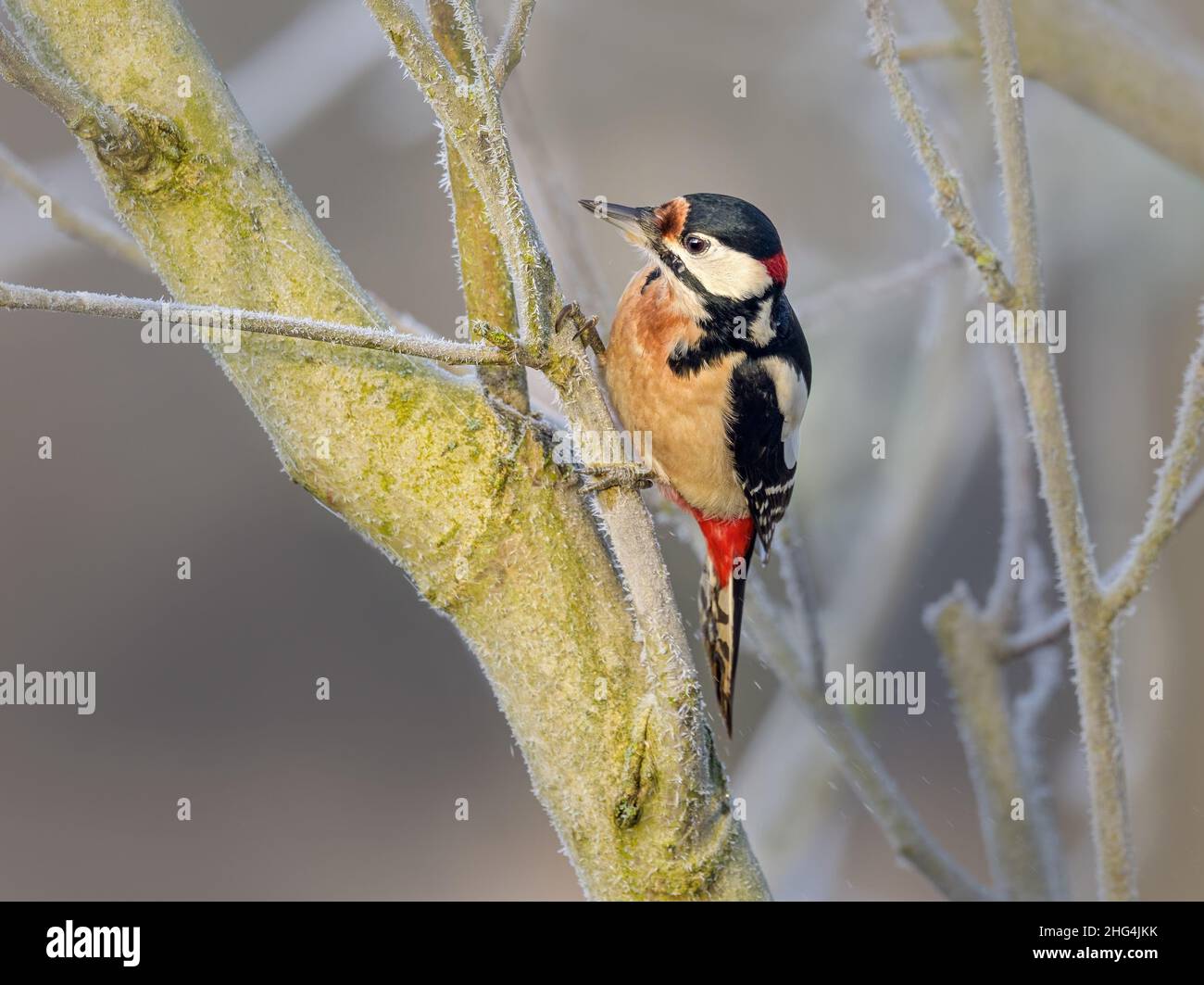 Buntspecht, Dendrocopos major, Männchen mit roten Markierungen am Hals, an einem kalten Wintertag auf einem Ast sitzend, Rheinland, Deutschland Stockfoto