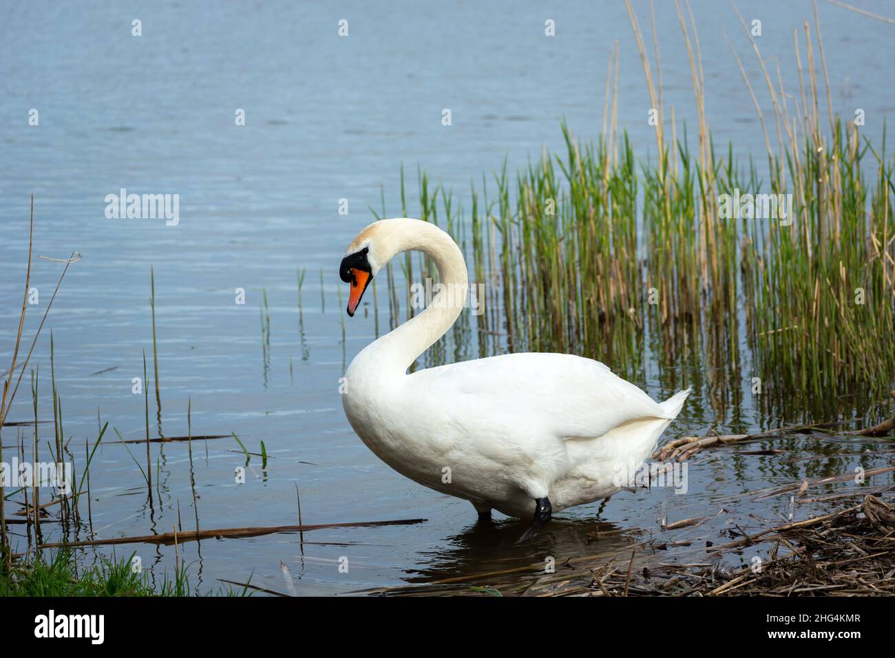 Ein weißer Schwan, der am Ufer eines Sees steht, Frühlingstag Stockfoto