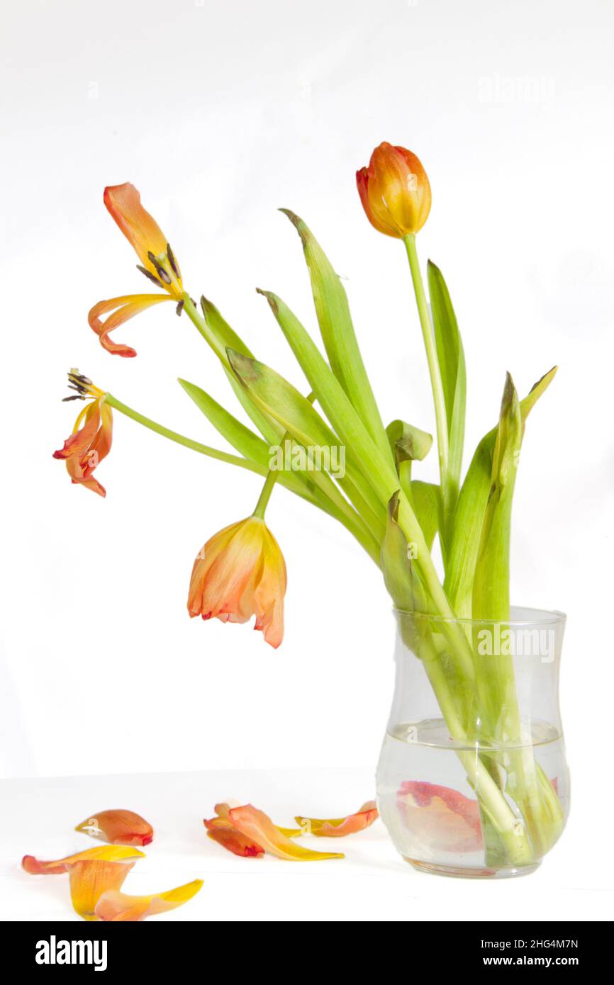 Verwelkte orangefarbene Tulpen in einer Vase mit abgefallenen Sepalen, isoliert auf Weiß Stockfoto