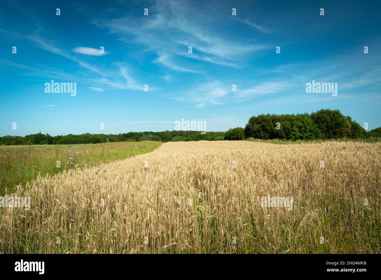 Getreidefeld, grüne Bäume und blauer Himmel, Sommer ländliche Aussicht Stockfoto
