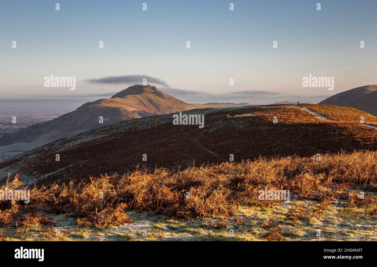 Caradoc, The Long Mynd, in der Nähe von Church Stretton, Shropshire Hills AONB. Einzelgänger in rot. Stockfoto