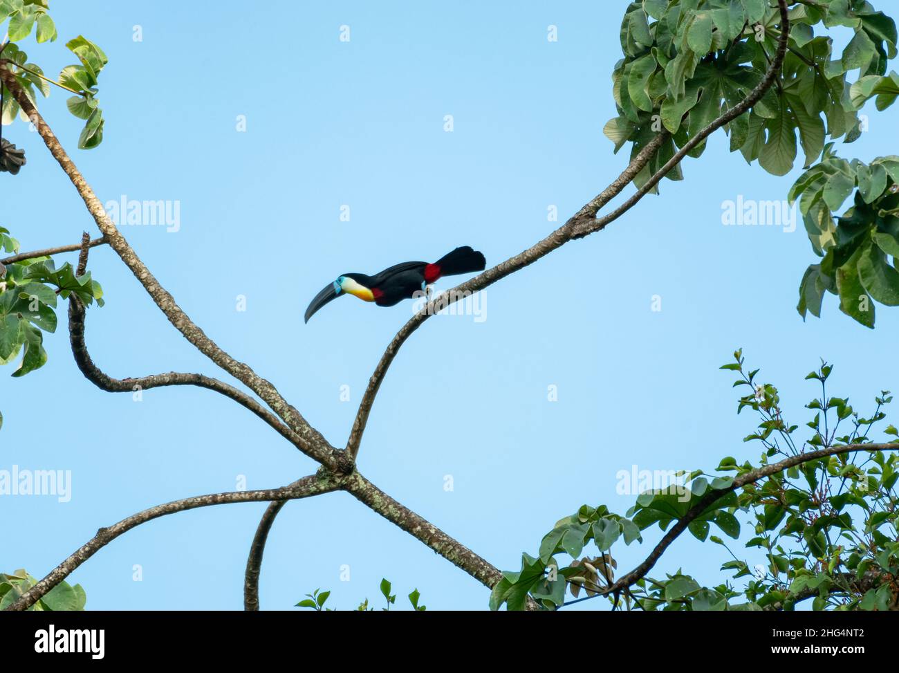 Simplifiziertes Foto eines kanalschnabeligen Tukans, Ramphastos vitellinus, der im gegen den blauen Himmel isolierten Regenwald auf Ästen in einem Baum hüpft. Stockfoto