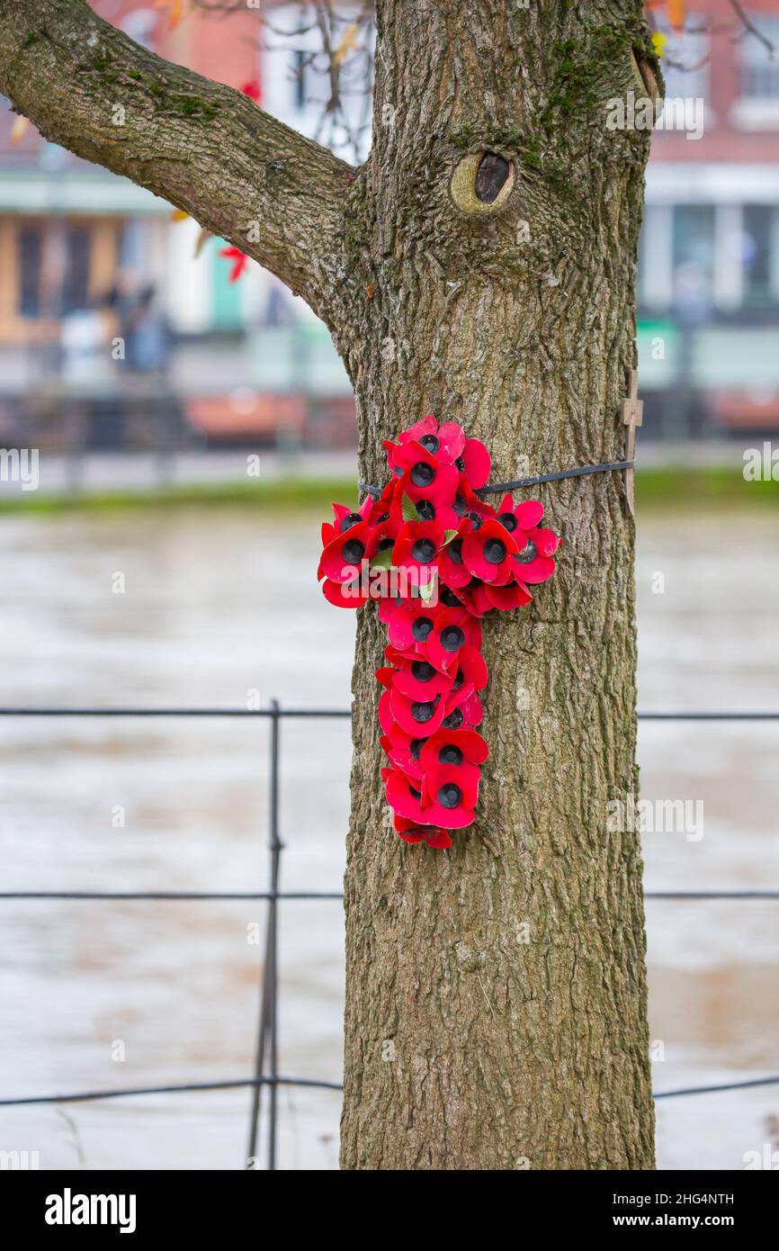 mohnkreuz an einem Baum befestigt Stockfoto
