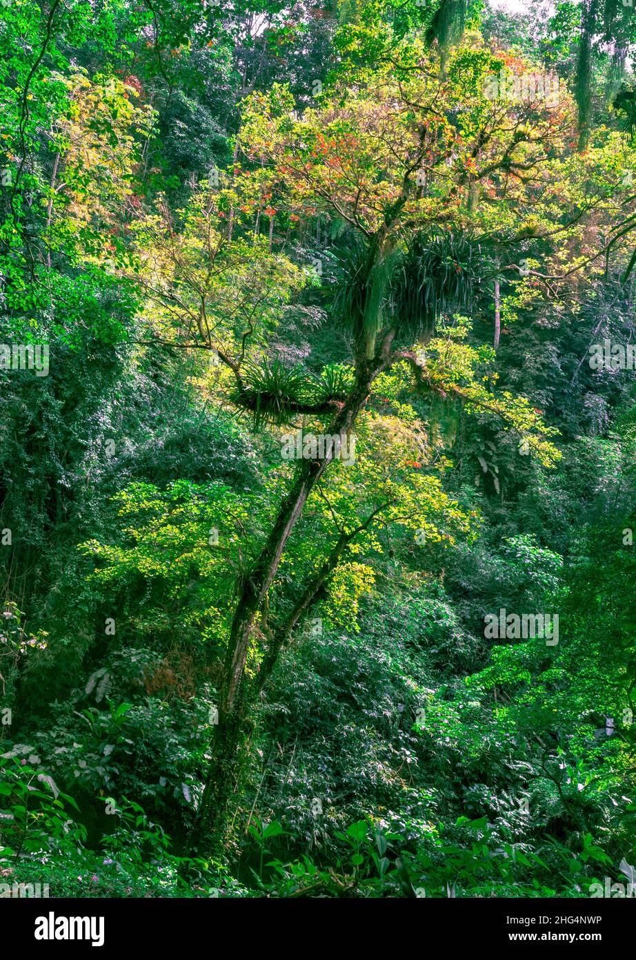 Ein fröhliches Foto eines farbenfrohen Baumes mit orangefarbenen Blumen, der vor dem üppigen Laub des Regenwaldes steht. Stockfoto