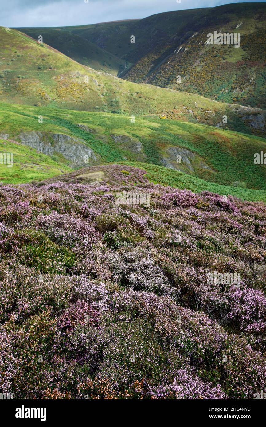The Long Mynd, in der Nähe von Church Stretton, Shropshire Hills AONB Stockfoto