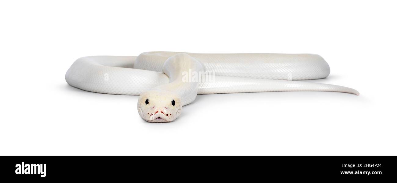 Elfenbein junger Erwachsener Python bivittatus oder Burma Stockfoto