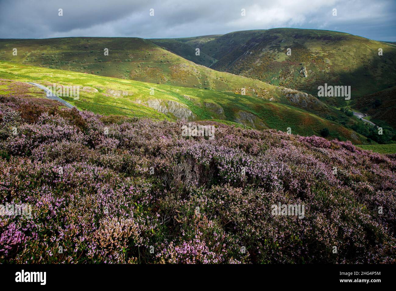 The Long Mynd, in der Nähe von Church Stretton, Shropshire Hills AONB Stockfoto