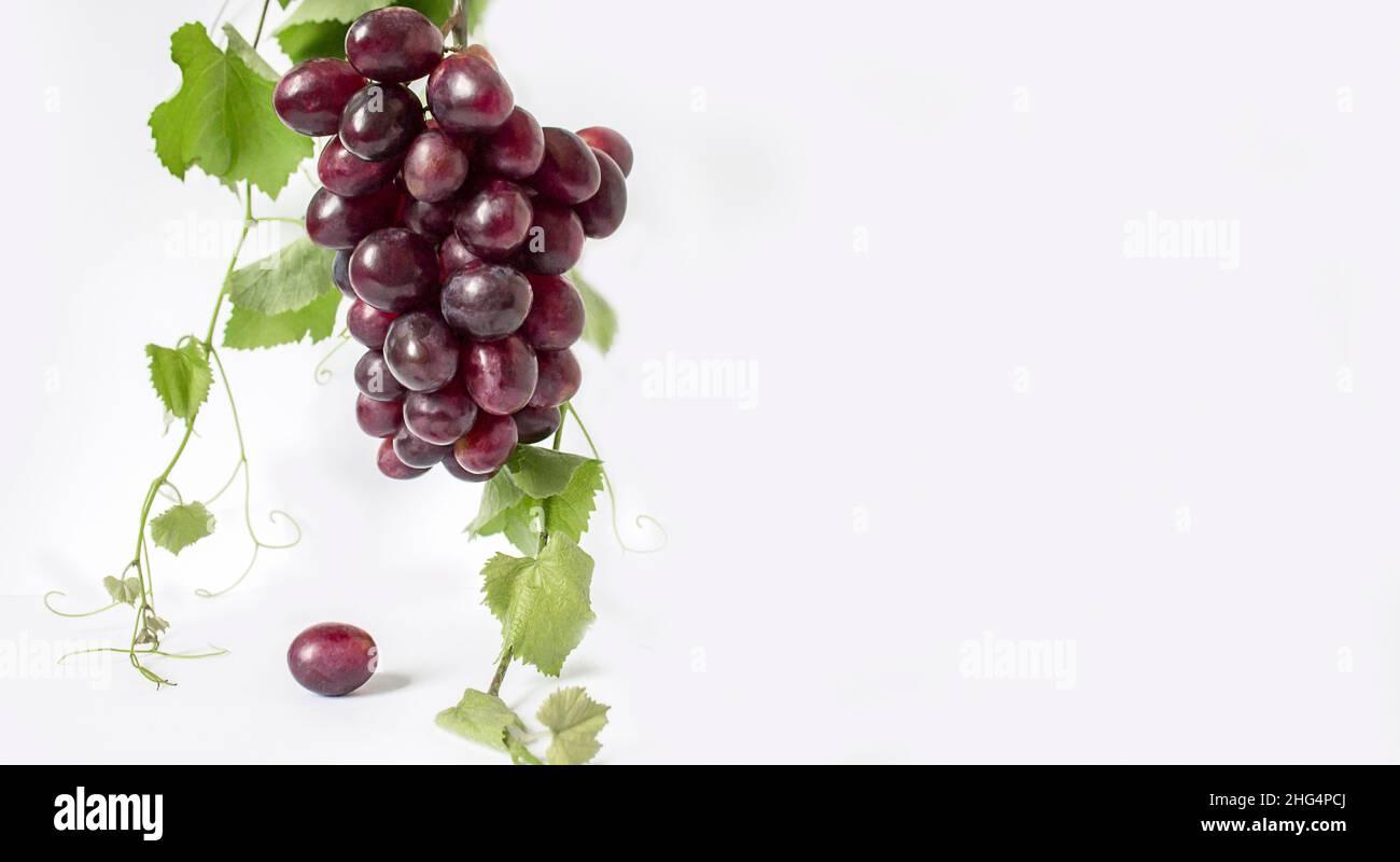 Traube. Ein Strauß rosa Trauben mit einem Traubenblatt auf weißem Hintergrund. Banner. Speicherplatz kopieren Stockfoto