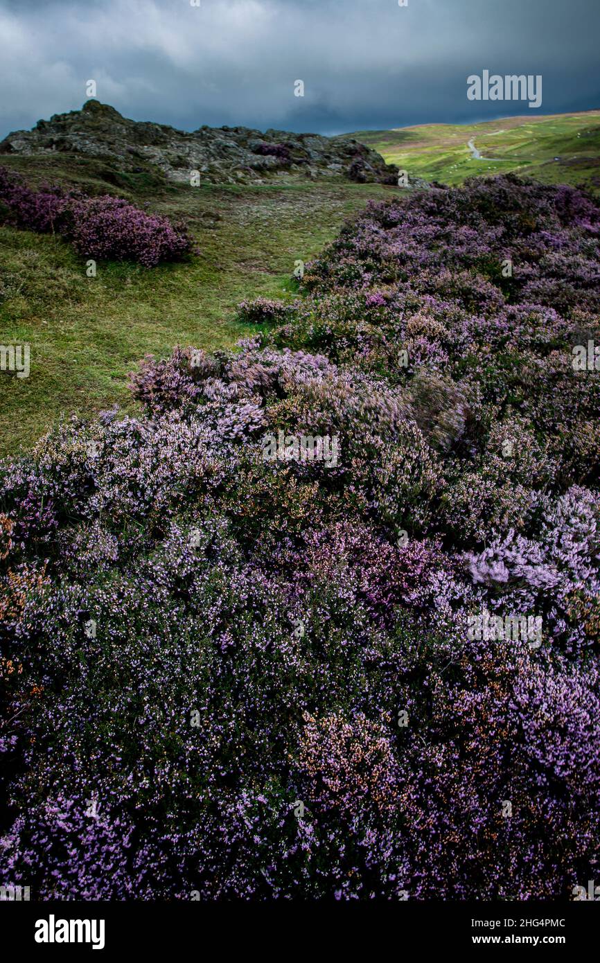 The Long Mynd, in der Nähe von Church Stretton, Shropshire Hills AONB Stockfoto
