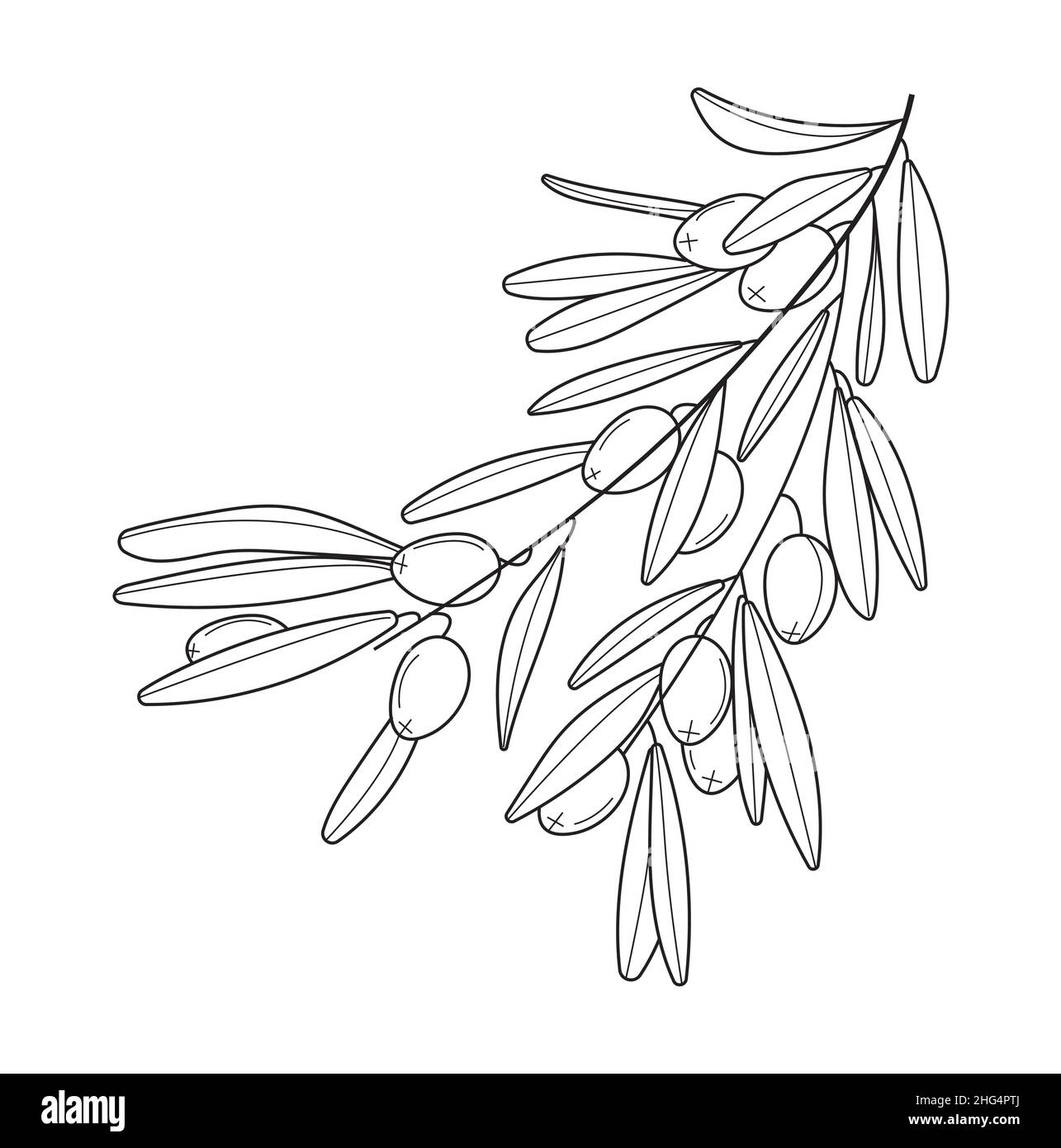 Olivenzweigvektor in Doodle, Skizzenstil. Schwarzer, minimaler einzeiliger  botanischer Zweig und Blatt. Tinte, Bleistift von Hand gezeichneter  Olivenbaum, Bltter fr Wrapper Stock-Vektorgrafik - Alamy