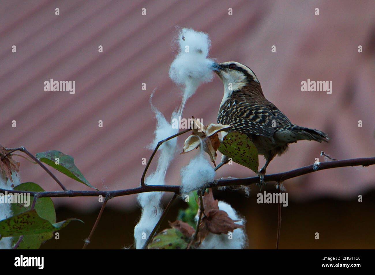Rufous Naped Wren baut ein Nest in Tamarindo in Costa Rica, Mittelamerika Stockfoto