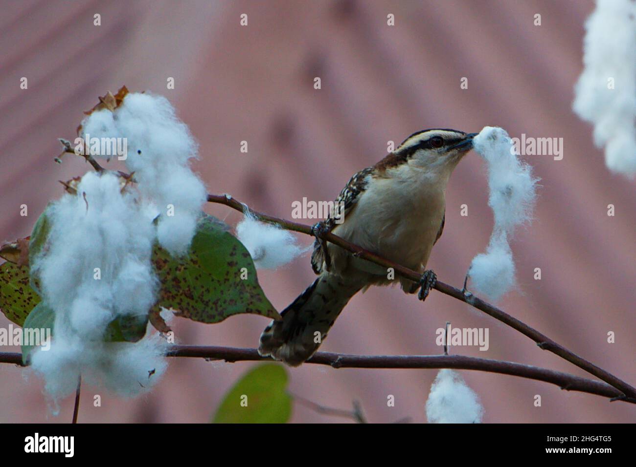 Rufous Naped Wren baut ein Nest in Tamarindo in Costa Rica, Mittelamerika Stockfoto