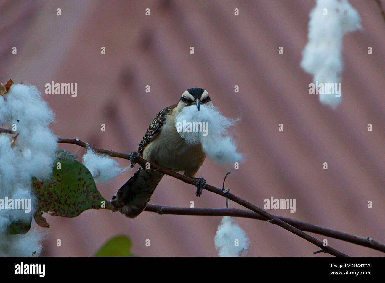 Rufous Naped Wren baut ein Nest in Tamarindo in Costa Rica, Mittelamerika Stockfoto