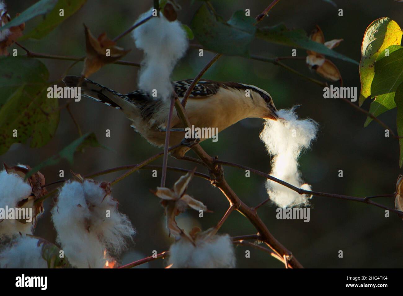 Rufous Naped Wren baut ein Nest in Tamarindo in Costa Rica, Mittelamerika Stockfoto