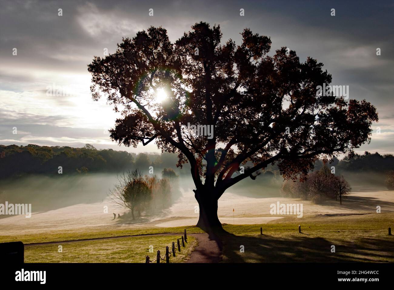 Turkey Oak, Aufnahme eines sonnigen, aber frostigen und nebligen Herbstmorgens im Beckenham Place Park, zeigt den Golfplatz. Stockfoto